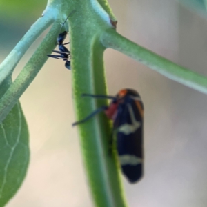 Eurymeloides pulchra at Campbell Park Woodland - 28 Mar 2024 03:52 PM