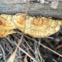 Truncospora ochroleuca at Campbell Park Woodland - 28 Mar 2024 by Hejor1