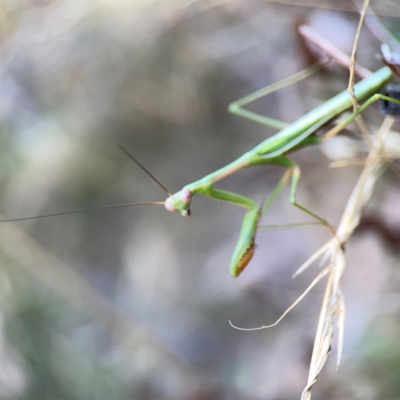 Pseudomantis albofimbriata at Pialligo, ACT - 28 Mar 2024 by Hejor1