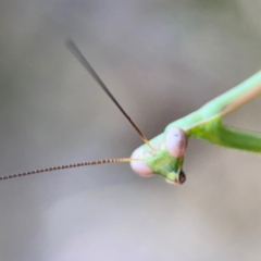 Pseudomantis albofimbriata at Campbell Park Woodland - 28 Mar 2024 03:43 PM