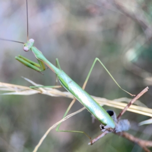 Pseudomantis albofimbriata at Campbell Park Woodland - 28 Mar 2024 03:43 PM