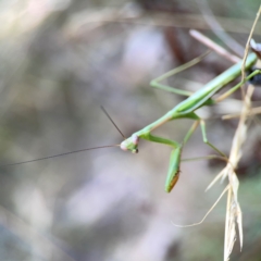 Pseudomantis albofimbriata at Campbell Park Woodland - 28 Mar 2024 03:43 PM