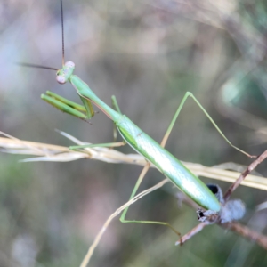 Pseudomantis albofimbriata at Campbell Park Woodland - 28 Mar 2024 03:43 PM