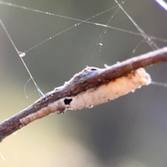 Cercopidae (family) (Unidentified spittlebug or froghopper) at Campbell Park Woodland - 28 Mar 2024 by Hejor1