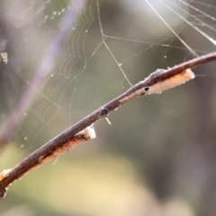 Cercopidae (family) at Campbell Park Woodland - 28 Mar 2024