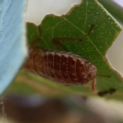 Blattodea (order) at Campbell Park Woodland - 28 Mar 2024 by Hejor1