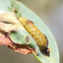 Unidentified Sawfly (Hymenoptera, Symphyta) at Pialligo, ACT - 28 Mar 2024 by Hejor1