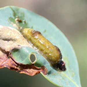 Gonipterini sp. (tribe) at Campbell Park Woodland - 28 Mar 2024