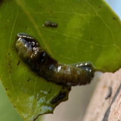 Gonipterini sp. (tribe) at Campbell Park Woodland - 28 Mar 2024