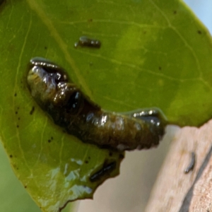 Gonipterini sp. (tribe) at Campbell Park Woodland - 28 Mar 2024