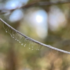 Neuroptera (order) (Unidentified lacewing) at Campbell Park Woodland - 28 Mar 2024 by Hejor1