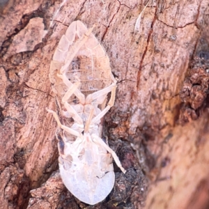 Ledromorpha planirostris at Campbell Park Woodland - 28 Mar 2024