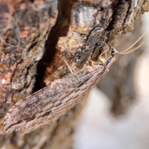 Stenosmylus stenopterus at Campbell Park Woodland - 28 Mar 2024 03:28 PM