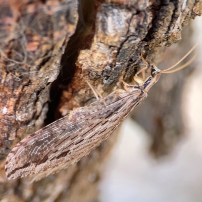 Stenosmylus stenopterus (An Osmylid Lacewing) at Campbell Park Woodland - 28 Mar 2024 by Hejor1