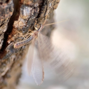 Stenosmylus stenopterus at Campbell Park Woodland - 28 Mar 2024 03:28 PM