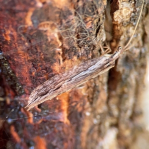 Stenosmylus stenopterus at Campbell Park Woodland - 28 Mar 2024 03:28 PM