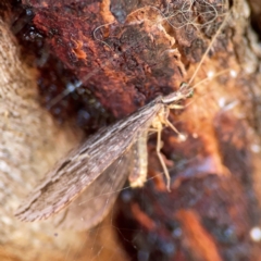 Stenosmylus stenopterus at Campbell Park Woodland - 28 Mar 2024 03:28 PM