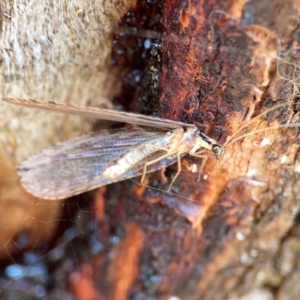 Stenosmylus stenopterus at Campbell Park Woodland - 28 Mar 2024 03:28 PM