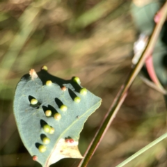 Unverified Eucalyptus Gall at Campbell Park Woodland - 28 Mar 2024 by Hejor1