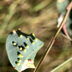 Unidentified Eucalyptus Gall at Pialligo, ACT - 28 Mar 2024 by Hejor1