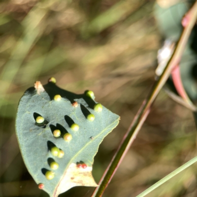 Unidentified Eucalyptus Gall at Pialligo, ACT - 28 Mar 2024 by Hejor1