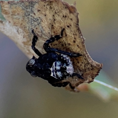 Fulgoroidea sp. (superfamily) (Unidentified fulgoroid planthopper) at Campbell Park Woodland - 28 Mar 2024 by Hejor1