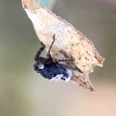 Fulgoroidea sp. (superfamily) at Campbell Park Woodland - 28 Mar 2024