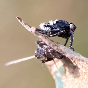 Fulgoroidea sp. (superfamily) at Campbell Park Woodland - 28 Mar 2024