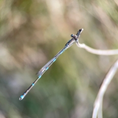 Austrolestes leda (Wandering Ringtail) at Campbell Park Woodland - 28 Mar 2024 by Hejor1