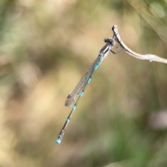 Austrolestes leda at Campbell Park Woodland - 28 Mar 2024