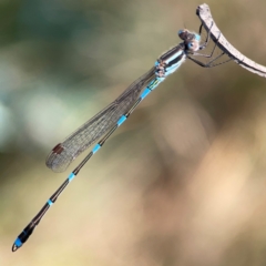 Austrolestes leda at Campbell Park Woodland - 28 Mar 2024 03:24 PM