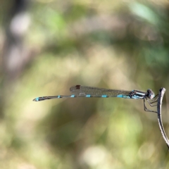 Austrolestes leda at Campbell Park Woodland - 28 Mar 2024 03:24 PM