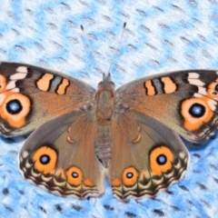 Junonia villida (Meadow Argus) at QPRC LGA - 28 Mar 2024 by DianneClarke