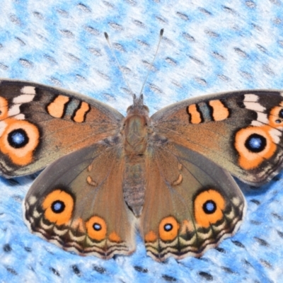 Junonia villida (Meadow Argus) at Jerrabomberra, NSW - 28 Mar 2024 by DianneClarke