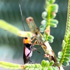 Braconidae (family) (Unidentified braconid wasp) at Campbell Park Woodland - 28 Mar 2024 by Hejor1