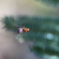 Braconidae (family) at Campbell Park Woodland - 28 Mar 2024