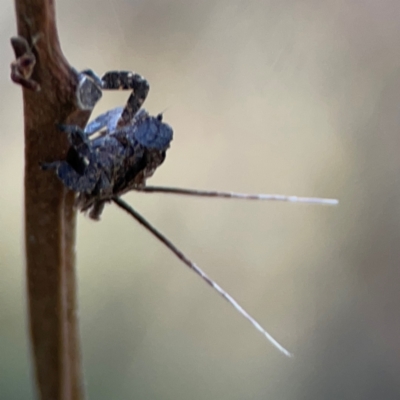 Fulgoroidea (superfamily) (Unidentified fulgoroid planthopper) at Campbell Park Woodland - 28 Mar 2024 by Hejor1