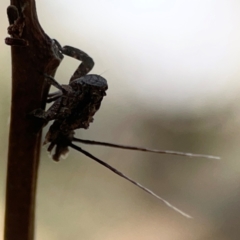 Fulgoroidea sp. (superfamily) at Campbell Park Woodland - 28 Mar 2024 03:14 PM