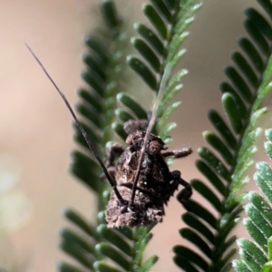 Fulgoroidea sp. (superfamily) at Campbell Park Woodland - 28 Mar 2024