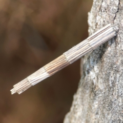 Lepidoscia arctiella (Tower Case Moth) at Campbell Park Woodland - 28 Mar 2024 by Hejor1