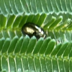 Chrysomelidae sp. (family) (Unidentified Leaf Beetle) at Campbell Park Woodland - 28 Mar 2024 by Hejor1