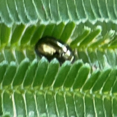 Unidentified Leaf beetle (Chrysomelidae) at Pialligo, ACT - 28 Mar 2024 by Hejor1