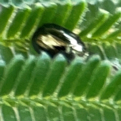 Chrysomelidae sp. (family) at Campbell Park Woodland - 28 Mar 2024