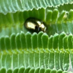 Chrysomelidae sp. (family) at Campbell Park Woodland - 28 Mar 2024