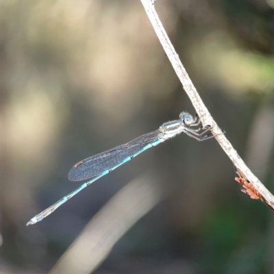 Austrolestes leda (Wandering Ringtail) at Pialligo, ACT - 28 Mar 2024 by Hejor1