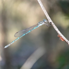 Austrolestes leda at Campbell Park Woodland - 28 Mar 2024