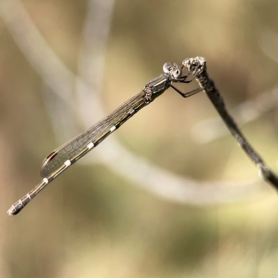 Austrolestes leda (Wandering Ringtail) at Pialligo, ACT - 28 Mar 2024 by Hejor1