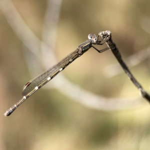 Austrolestes sp. (genus) at suppressed by Hejor1