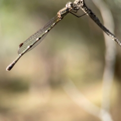 Austrolestes leda at Campbell Park Woodland - 28 Mar 2024