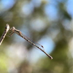 Austrolestes leda at Campbell Park Woodland - 28 Mar 2024 03:05 PM